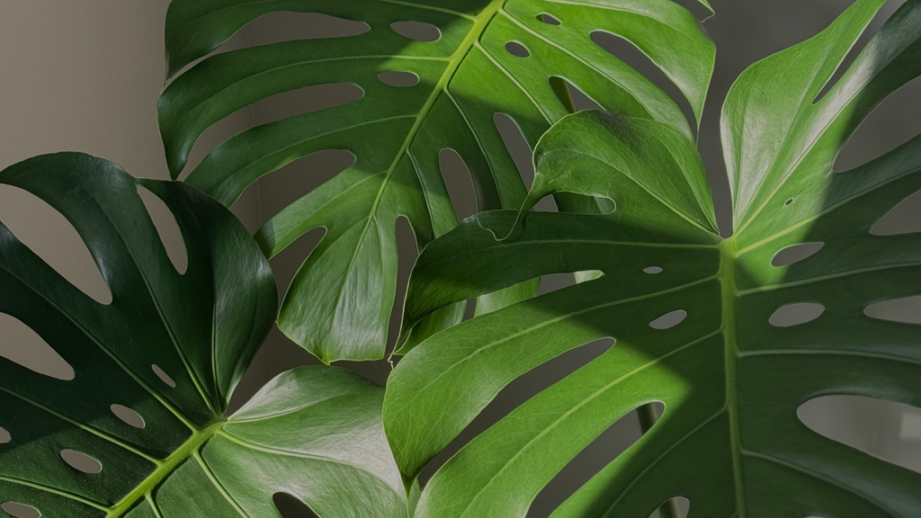 untitled design (1)